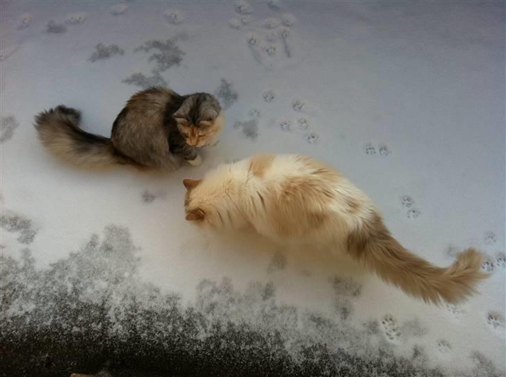 Ragdoll ''Chuli'' - På altanen billede 7