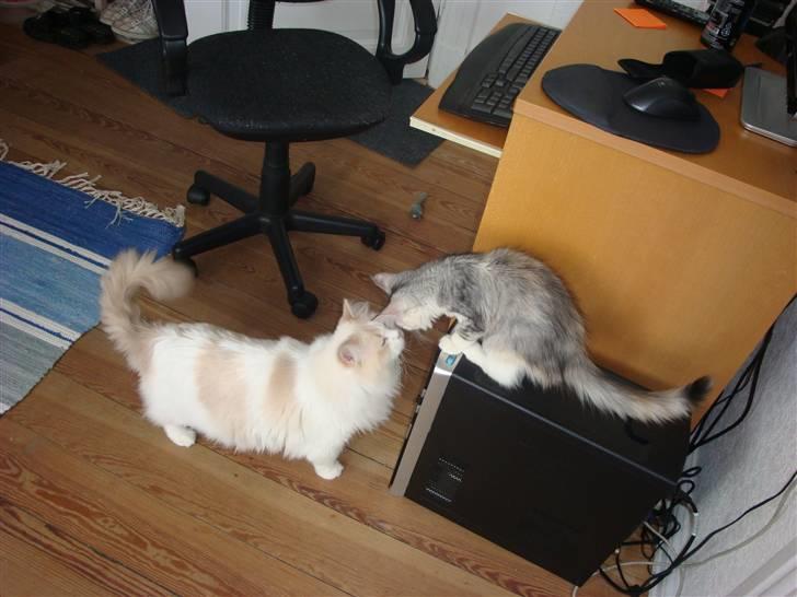 Ragdoll ''Chuli'' billede 8