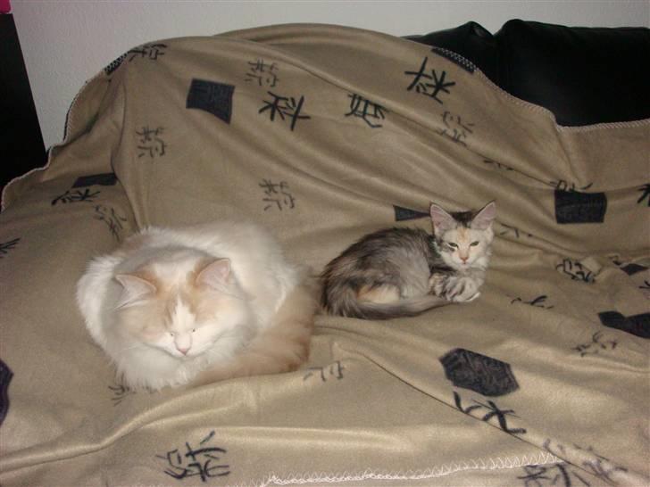 Ragdoll ''Chuli'' billede 9