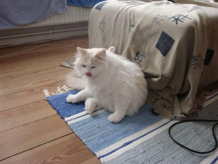 Ragdoll ''Chuli'' billede 10