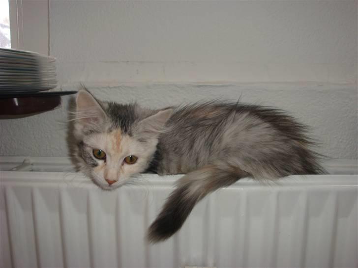 Maine Coon Tøsen billede 14