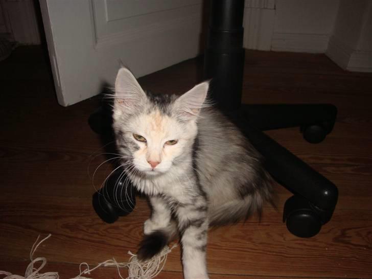 Maine Coon Tøsen billede 15