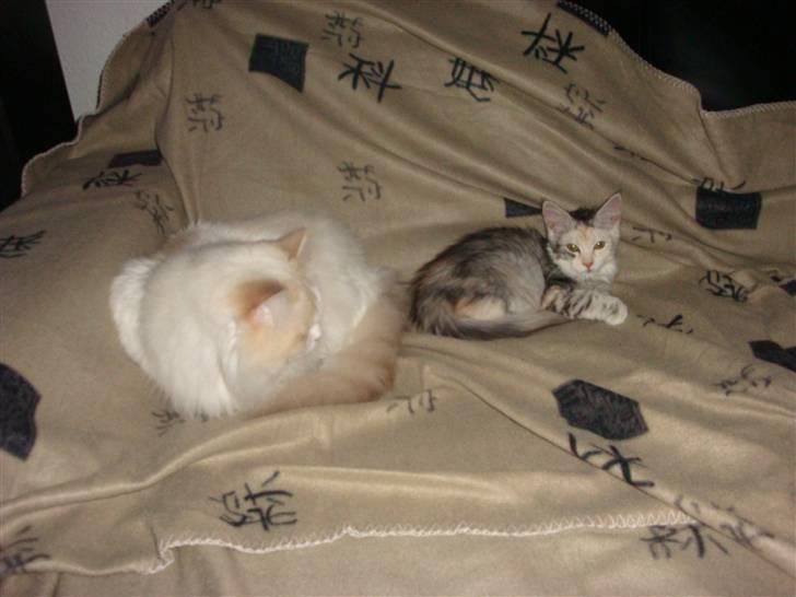 Maine Coon Tøsen billede 16