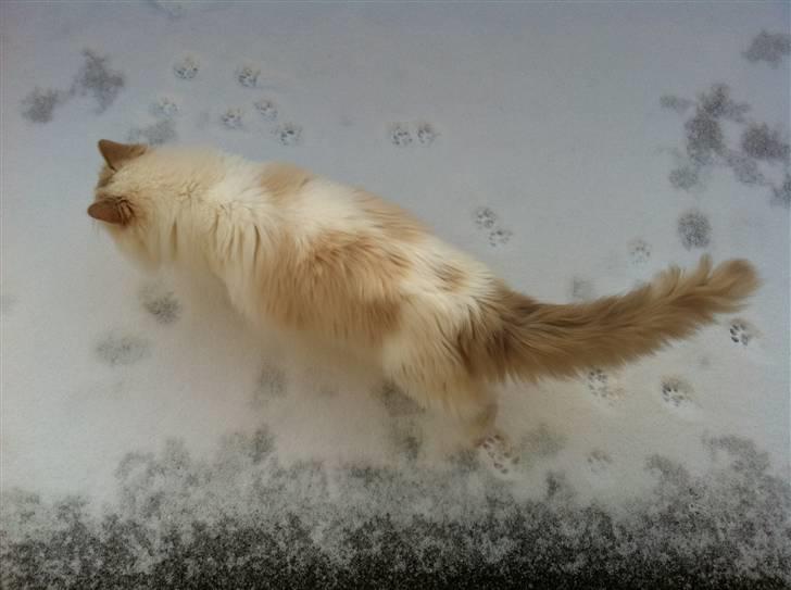 Ragdoll ''Chuli'' - På altanen billede 11