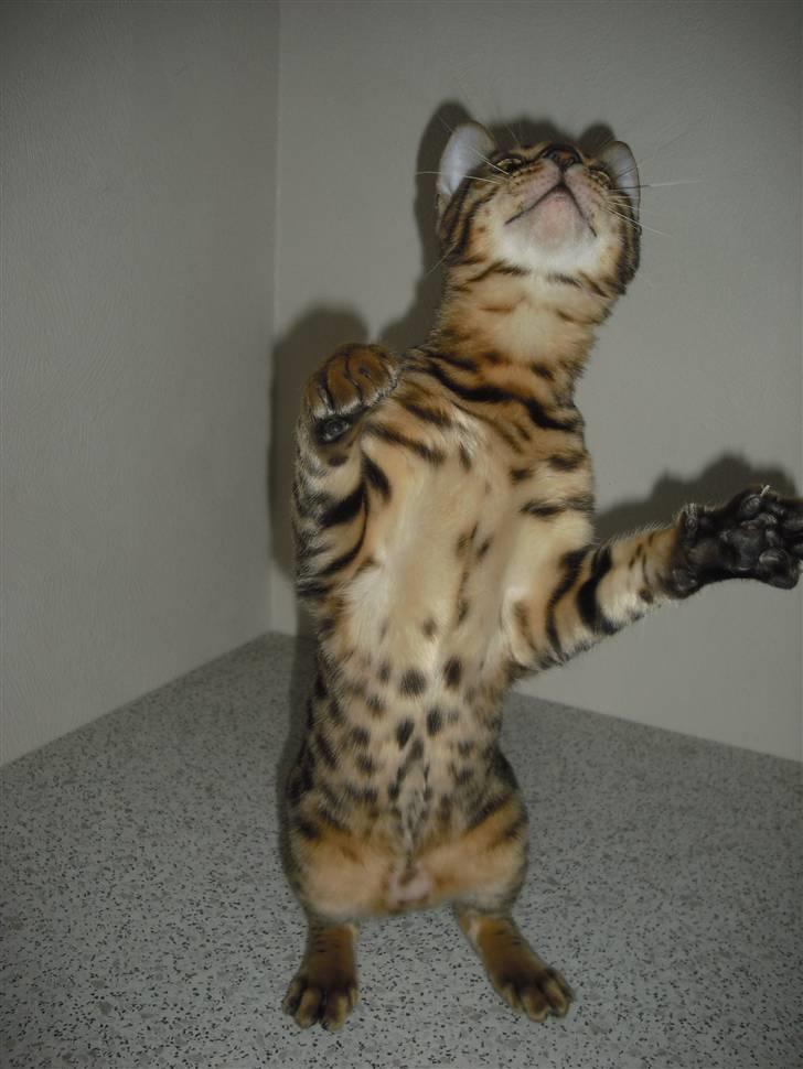 Bengal Jason billede 1