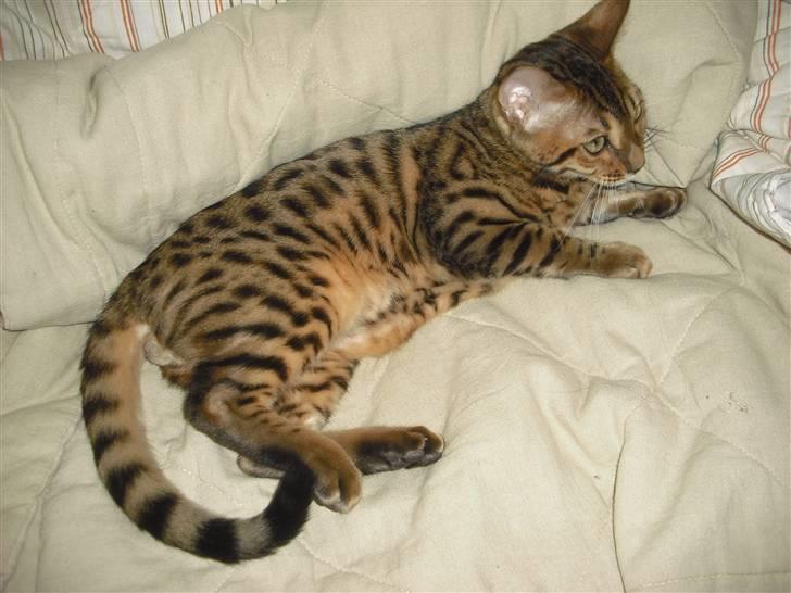 Bengal Jason billede 2