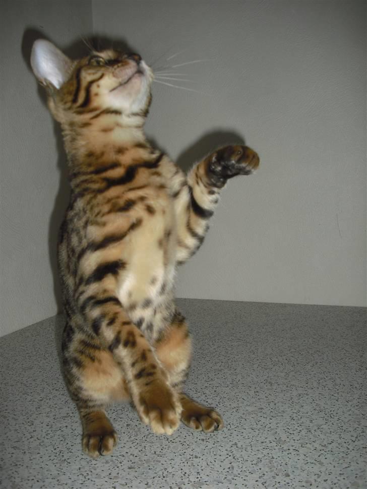 Bengal Jason billede 3