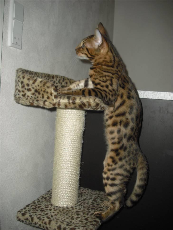 Bengal Jason billede 4