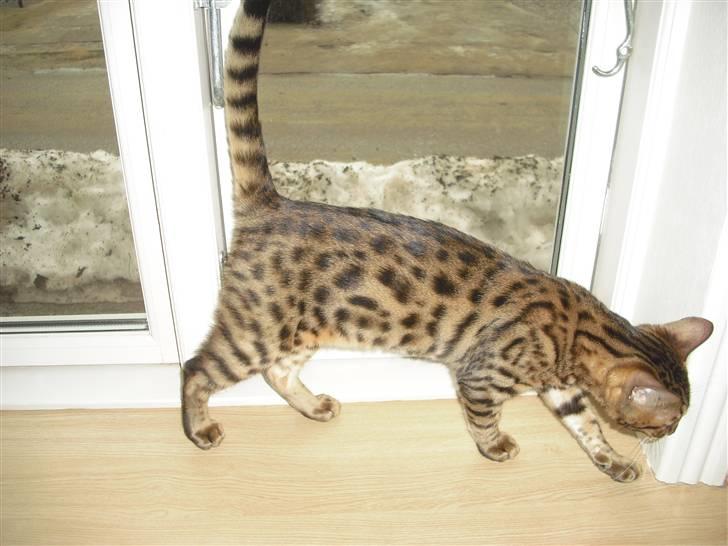 Bengal Jason billede 5