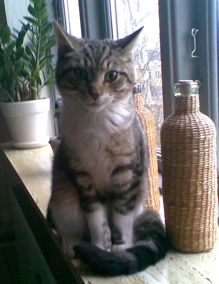 Huskat Lill mis / Osten - Osten (: billede 1