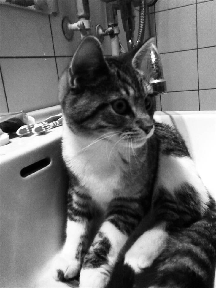 Huskat Lill mis / Osten billede 4