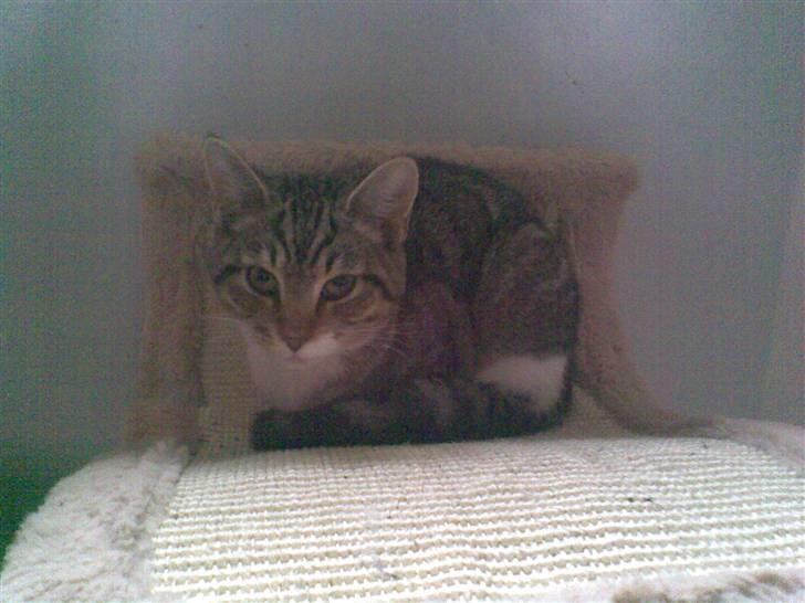 Huskat Lill mis / Osten billede 5