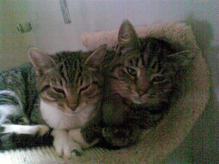 Huskat Valde R.I.P billede 12