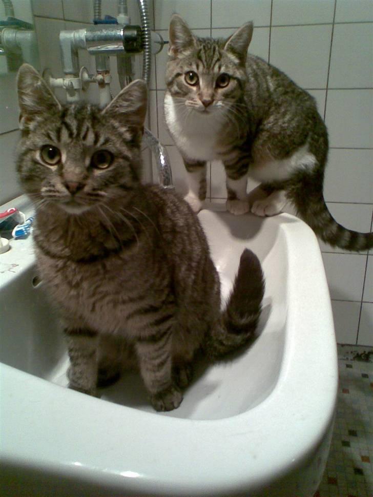 Huskat Valde R.I.P billede 13