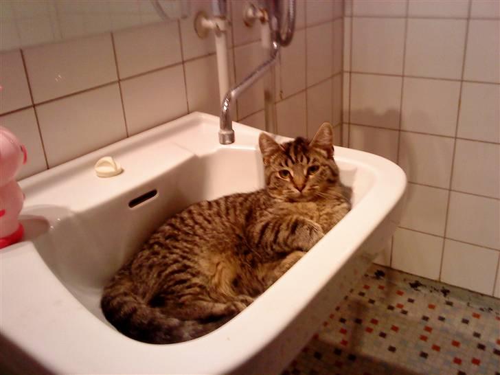 Huskat Valde R.I.P billede 14