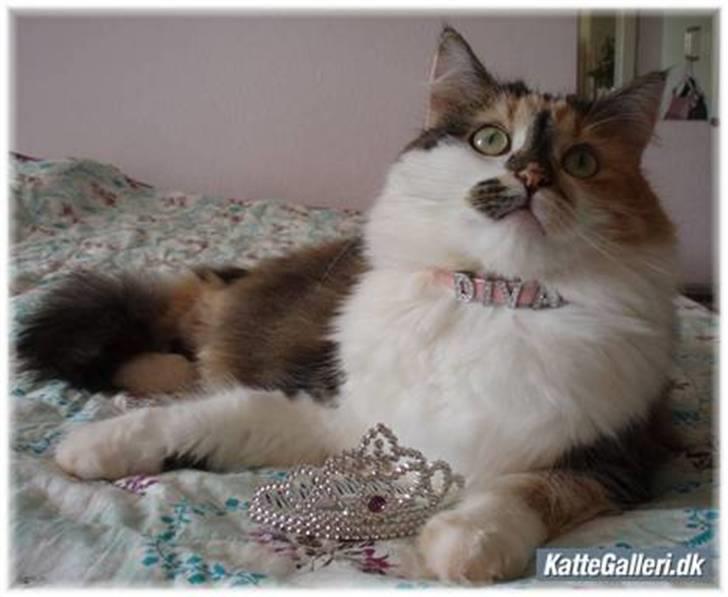 Blanding af racer (NFO) DIVA billede 1