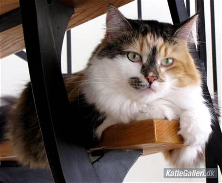 Blanding af racer (NFO) DIVA billede 2