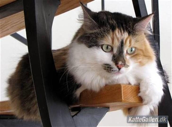 Blanding af racer (NFO) DIVA billede 3