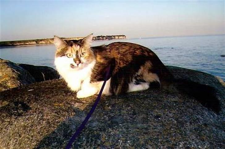 Blanding af racer (NFO) DIVA billede 4