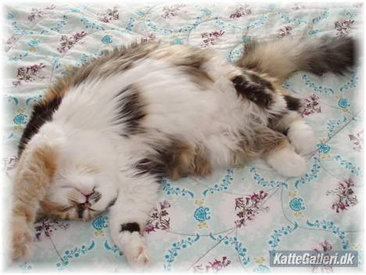 Blanding af racer (NFO) DIVA billede 5