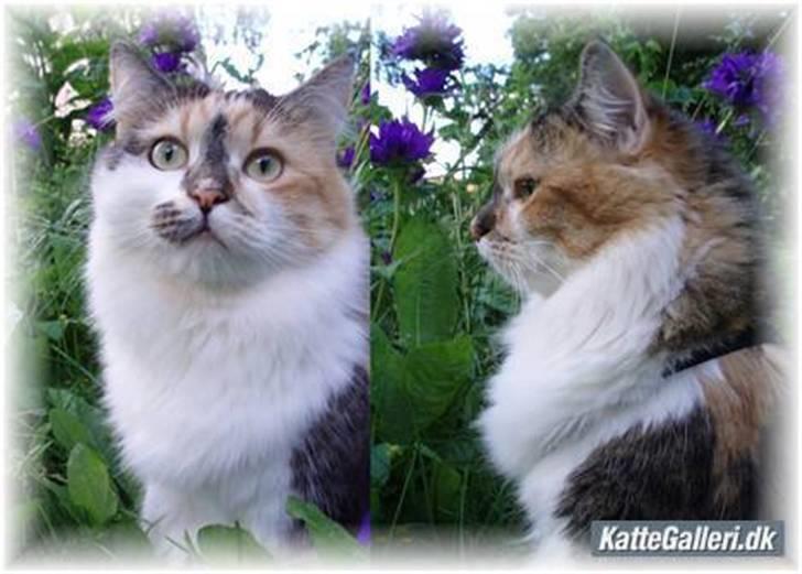 Blanding af racer (NFO) DIVA billede 6