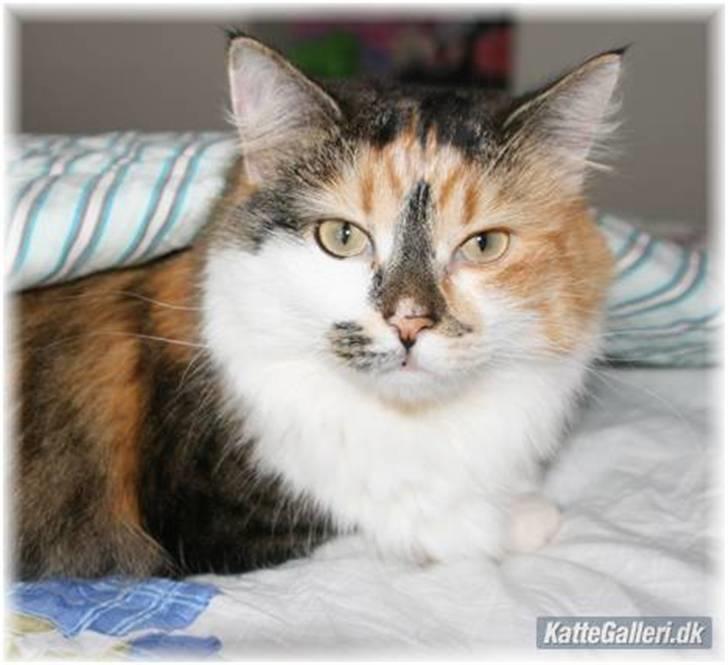 Blanding af racer (NFO) DIVA billede 7