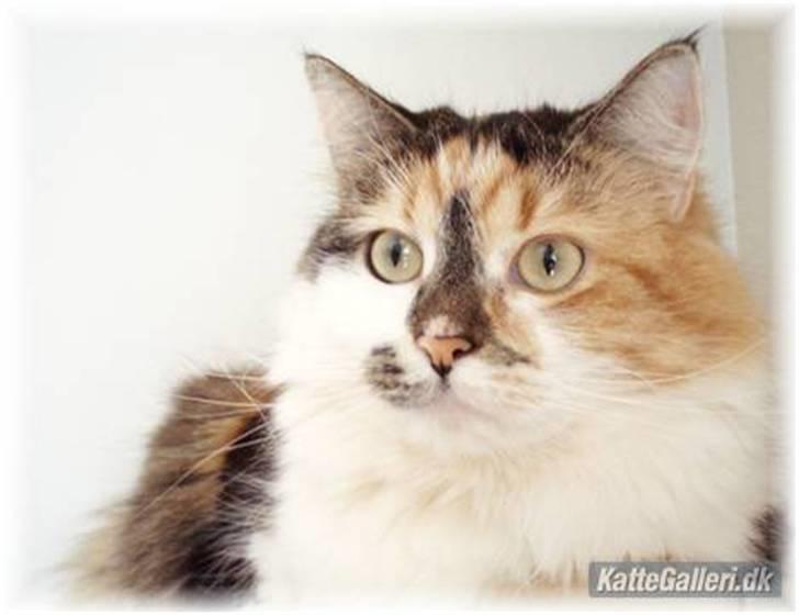 Blanding af racer (NFO) DIVA billede 8