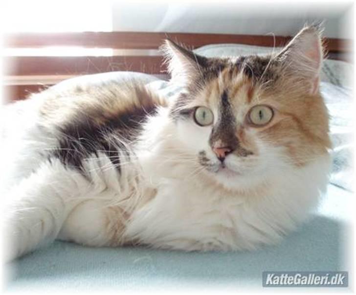 Blanding af racer (NFO) DIVA billede 9