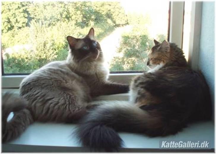 Blanding af racer (NFO) DIVA billede 10