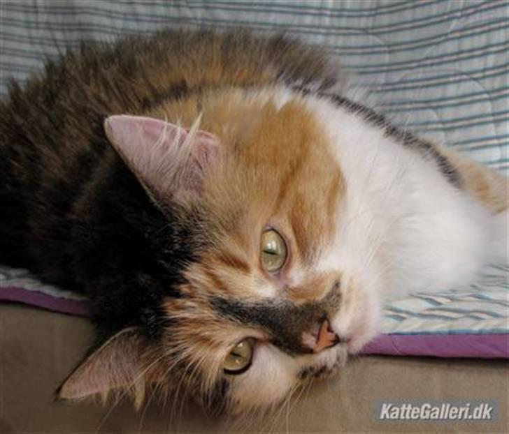 Blanding af racer (NFO) DIVA billede 11