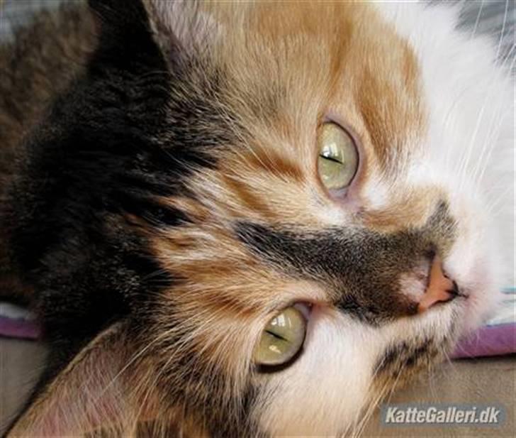 Blanding af racer (NFO) DIVA billede 12