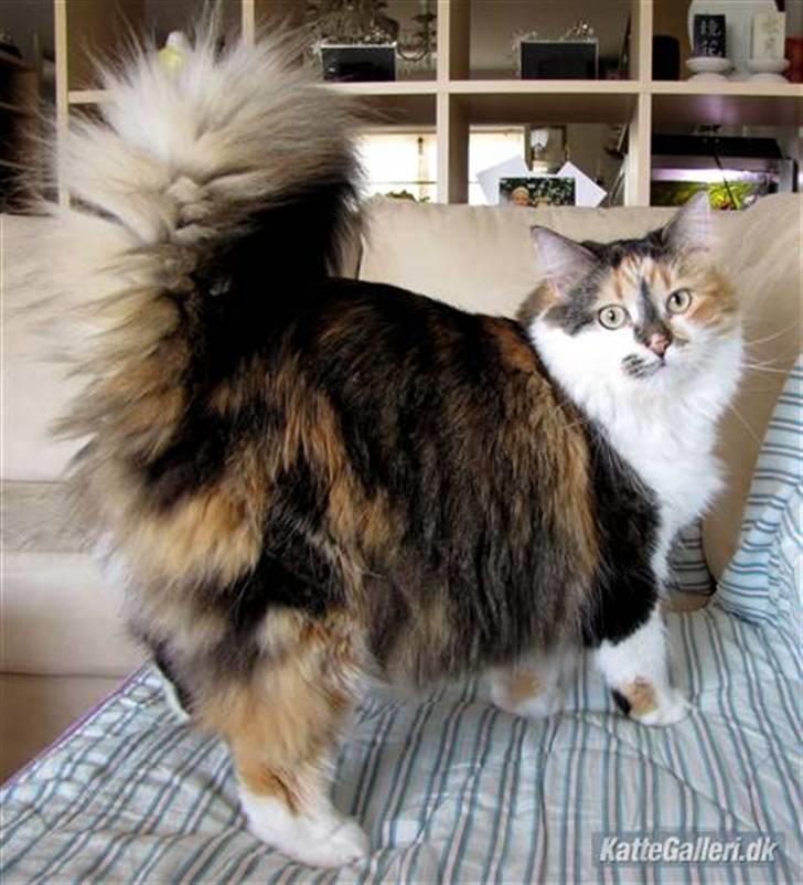 Blanding af racer (NFO) DIVA billede 13