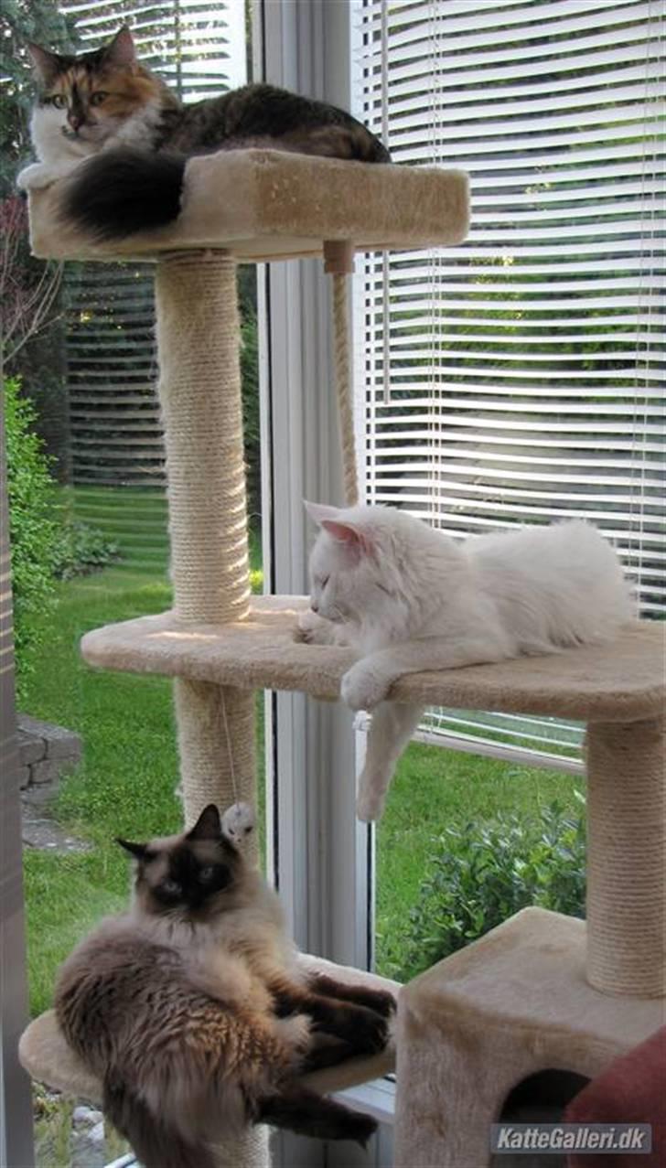 Blanding af racer (NFO) DIVA billede 14