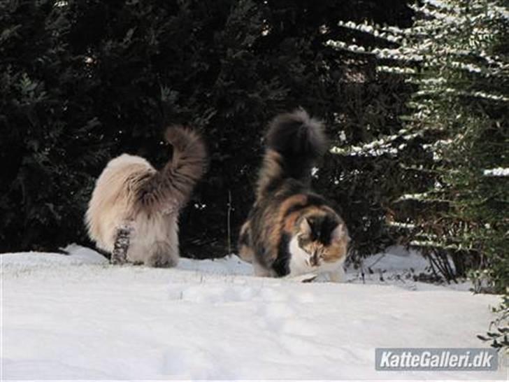 Blanding af racer (NFO) DIVA billede 15