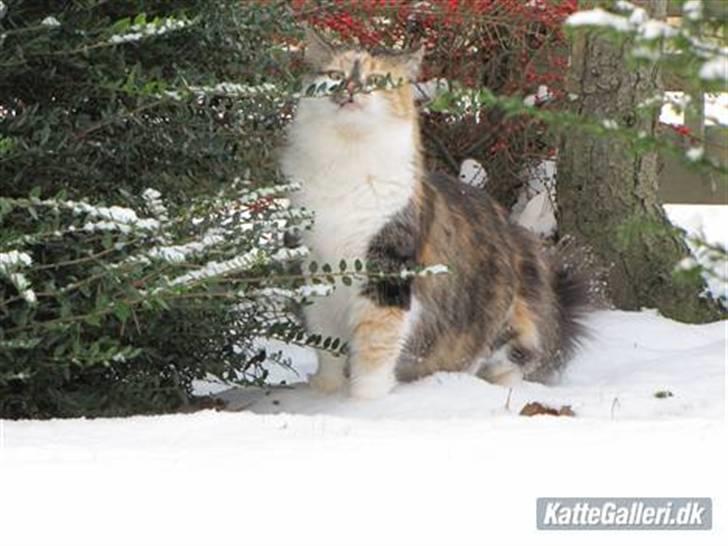 Blanding af racer (NFO) DIVA billede 16