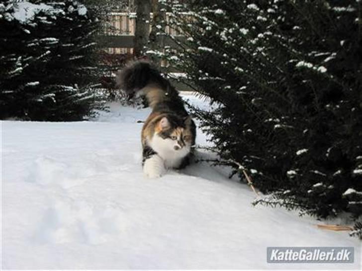 Blanding af racer (NFO) DIVA billede 17