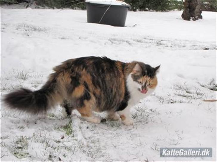 Blanding af racer (NFO) DIVA billede 18