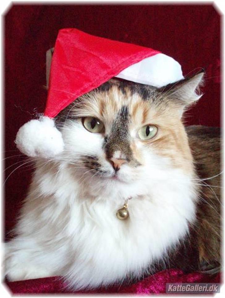 Blanding af racer (NFO) DIVA billede 19