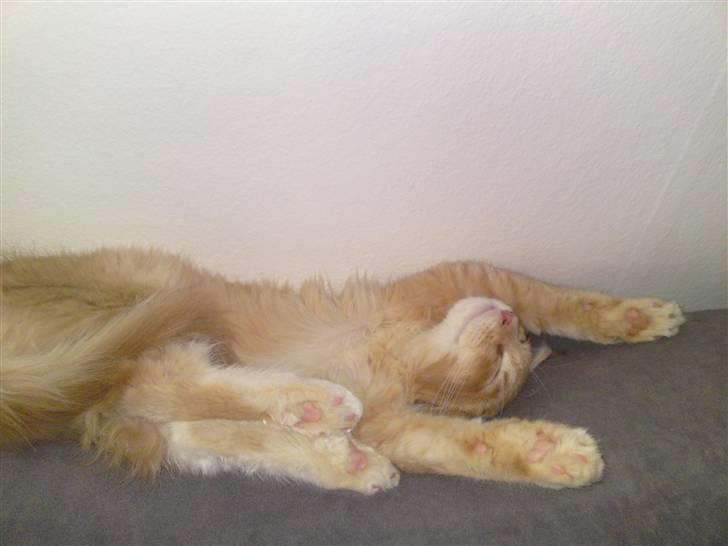 Maine Coon Columbine - Bine - Yndlings soveplads samt stilling... billede 4