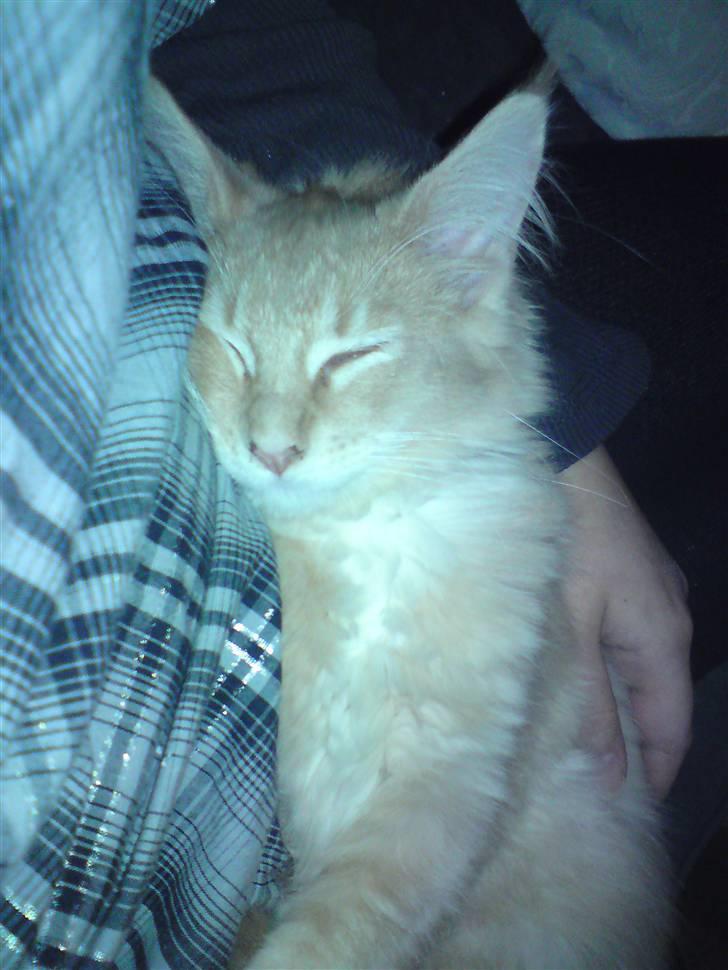 Maine Coon Columbine - Bine billede 5