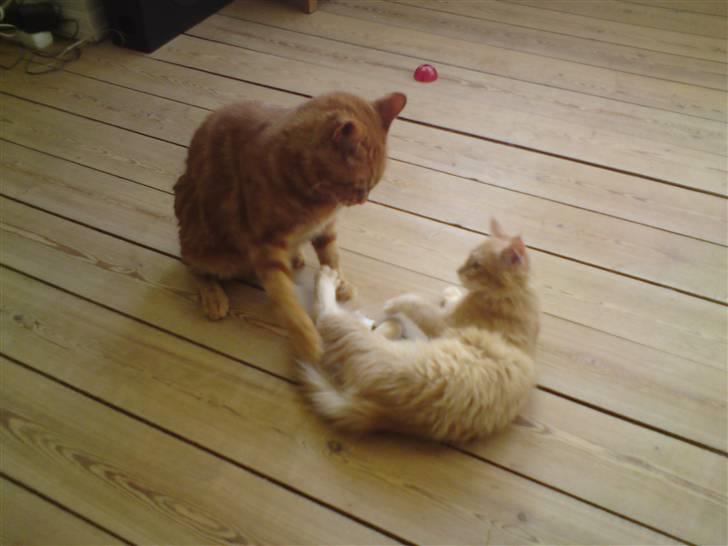 Maine Coon Columbine - Bine - Bine den frygtløse... billede 6