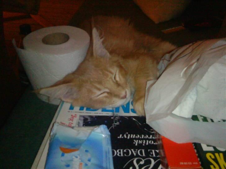 Maine Coon Columbine - Bine - Bine hygger med mor da mor var syg.... billede 7