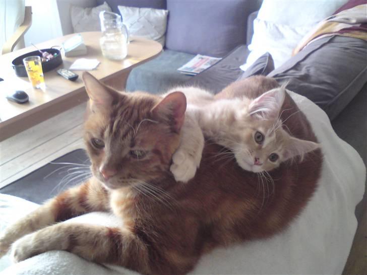 Maine Coon Columbine - Bine - Mega hygge... billede 8