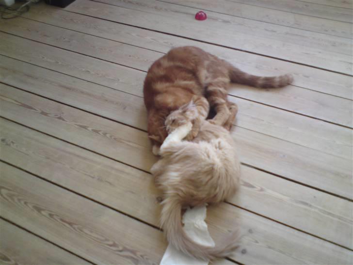 Maine Coon Columbine - Bine - Bare kom an du.. billede 9