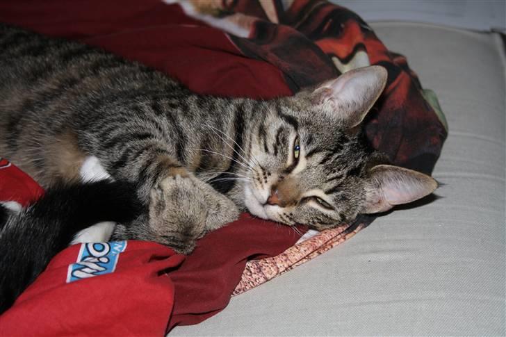 Huskat Tigerdyr - Jeg har Fido´s hale... billede 14