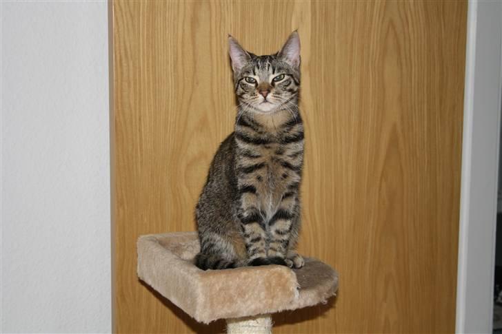 Huskat Tigerdyr - Se hvor fin jeg er billede 15