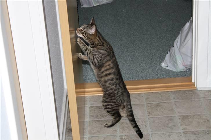 Huskat Tigerdyr - Tigerdyr prøver at nå dørhåndtaget... billede 16