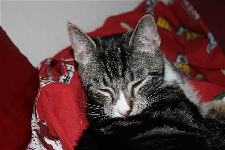 Huskat Fido  billede 18