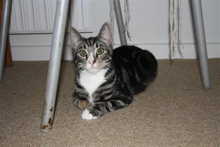 Huskat Fido  billede 19