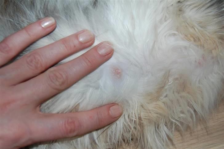 Maine Coon Kiki P ( Kiksen) billede 9